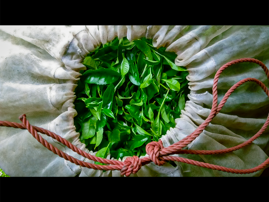 30g Matcha Powder